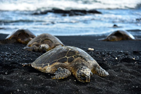 Quelles sont les meilleures plages pour observer les tortues de mer à Chypre?